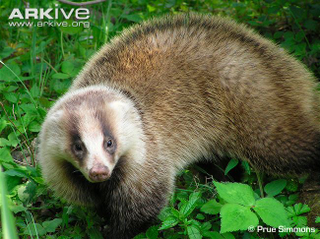 Illustration for article titled Monday Mustelid - Meles anakuma Edition